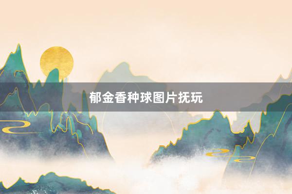 郁金香种球图片抚玩